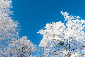 Trees with hoarfrost against the blue sky