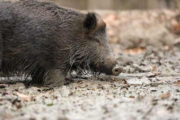 Wild boar in autumn forest