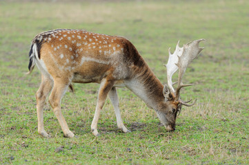 Deer in forest