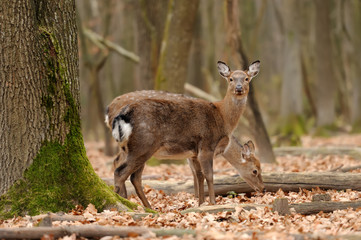 Deer in forest