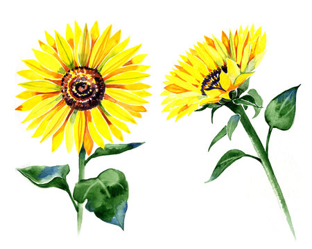 set of isolated watercolor sunflowers