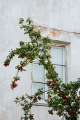 Fototapeta na wymiar Ripe apple tree twig against old house