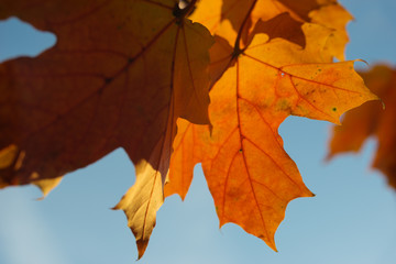 Sunlit maple leaves closeup background