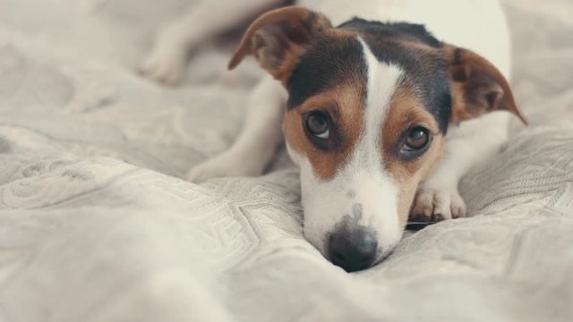 small dog breed the Jack Russell Terrier lays on the bed and looks sad into the camera