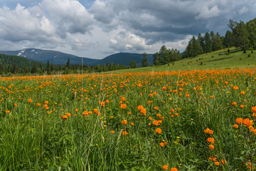 orange flowers meadow mountains