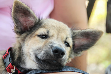 Puppy sit on his owner lap happily