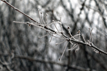 Tree and snow in a winter day