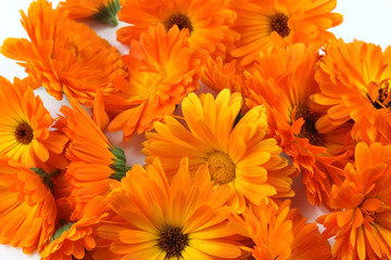 Calendula flower, marigold, herbs