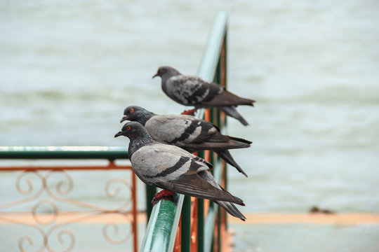 Three Rock pigeon perch on iron bar at the pier
