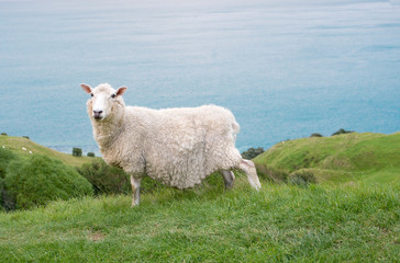 Obraz premium Lonely sheep on a hillside