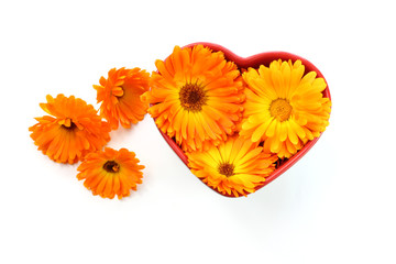 Calendula flower, marigold in heart