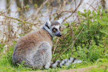 Naklejka na ściany i meble The Ring Tailed Lemur in the beautiful West Midland Safari Park