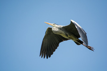 Obraz premium 青鷺