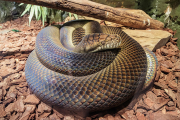 Big snake in the beautiful West Midland Safari Park