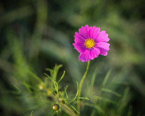 Fototapeta premium Cosmos flower. Selective focus with shallow depth of field.