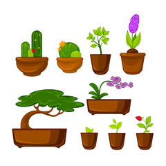 Pots plants with flowers and leaves set. Vector illustration.
