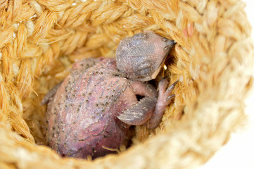 pigeon new born