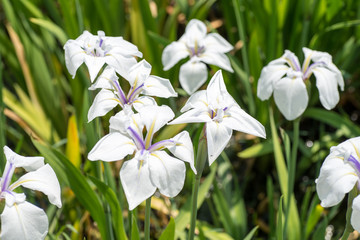 Obraz premium 花菖蒲