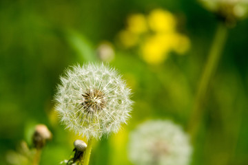 たんぽぽ　綿帽子