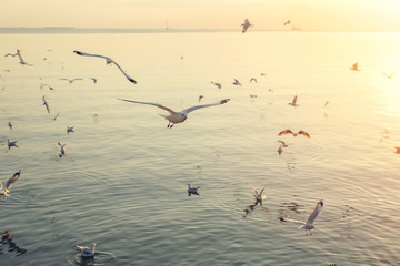 soft focus seagulls flying over the sea