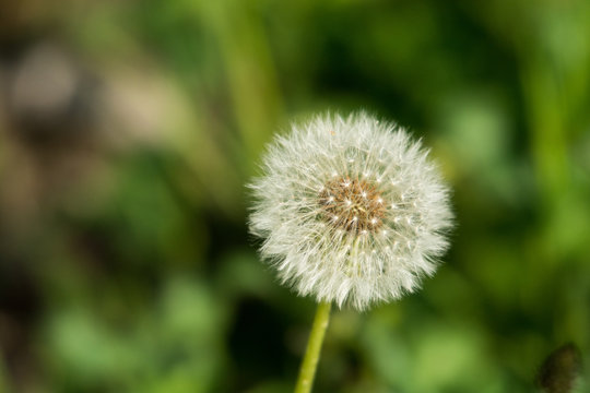 綿帽子 Images Browse 1 Stock Photos Vectors And Video Adobe Stock