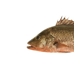fresh Red snapper on white background + clipping paths