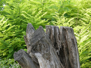 Old tree stump in the woods