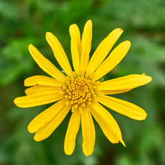 Obraz premium wild yellow margarita flower closeup