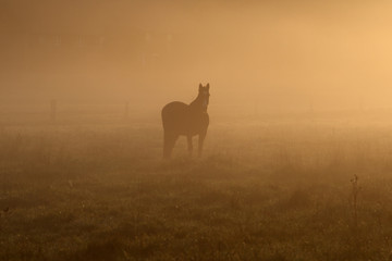 Silhouette eines Pferdes im Nebel stehend