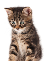 Fototapeta premium Cute little kitten