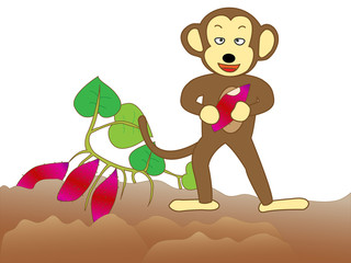Obraz na płótnie Canvas 農作物を食い荒らす猿
