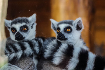 Close-up of ring-tailed lemur (Lemur catta) © watcherfox