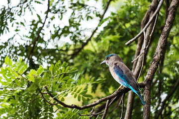 A Blue Bird on Branches of Trees with Bokeh