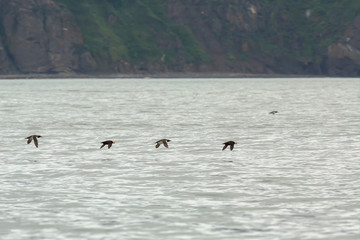 Mixed flock of Uria and Tufted puffin are flying with fish in its beak.