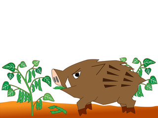 農作物食い荒らす猪