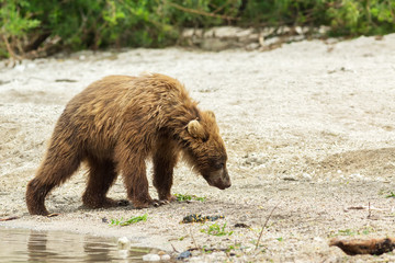 Brown bear cubs on the shore of Kurile Lake.