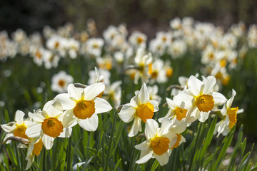Fototapeta premium narcissus flowers