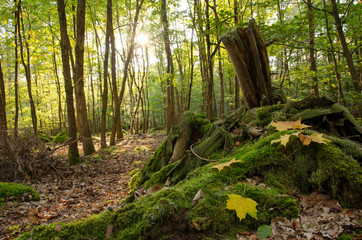 Verträumte Herbstlandschaft im Wald genießen, Glück, Freude, Meditation: Weicher Waldboden, sanftes Licht, Blätter, Bäume, rotes und gelbes Laub :)