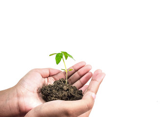 Seedlings on a white background.