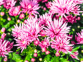 Fototapeta premium chrysanthemum fresh pink in garden.