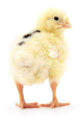 Small yellow chicken