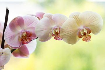 Fototapeta na wymiar Romantic variegated branch of orchid on varicoloured background