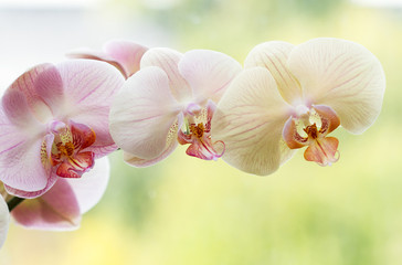 Obraz na płótnie Canvas Romantic variegated branch of orchid on varicoloured background