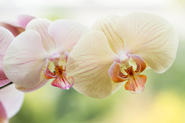Fototapeta na wymiar Romantic variegated branch of orchid on varicoloured background