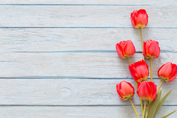 red tulips on blue wooden background