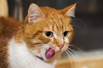 Red licking cat