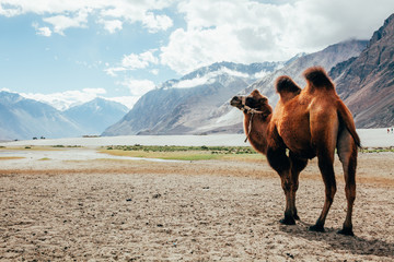 Doppelhöcker Kamel zu Fuß in der Wüste im Nubra Valley, Ladakh, Indien