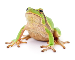 Green frog isollated.