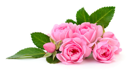 Fototapeta premium Beautiful pink roses.