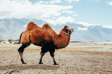 Dubbele bult kameel wandelen in de woestijn in Nubra Valley, Ladakh, India